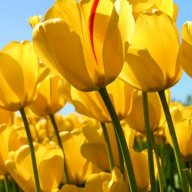 VISHU7z